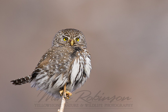 Northern Pygmy-Owl 1847
