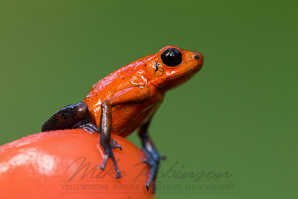 Strawberry poison-dart Frog 121203-6087