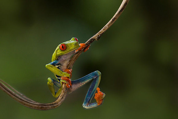 Frog 8672