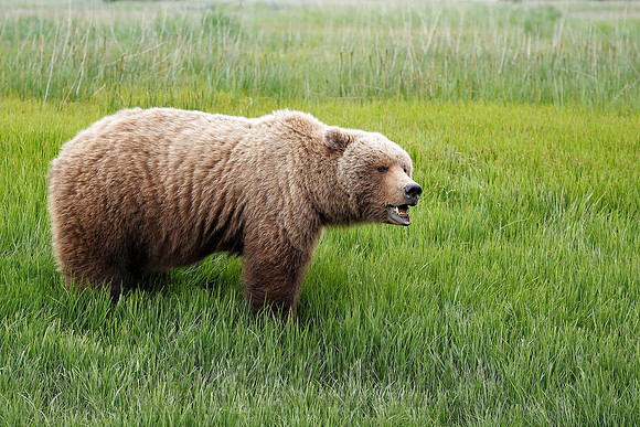 Brown Bear 090617-8506