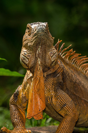 Iguana 5977
