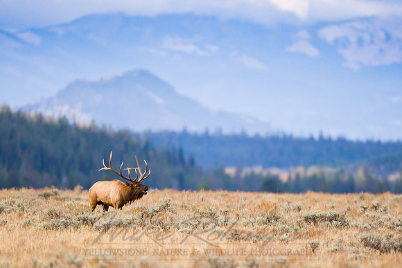Elk 0943