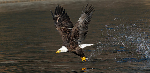 Bald Eagle 110314-6842