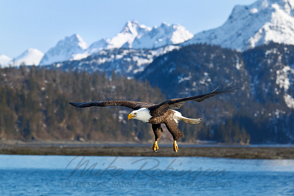 Bald Eagle 110314-7378