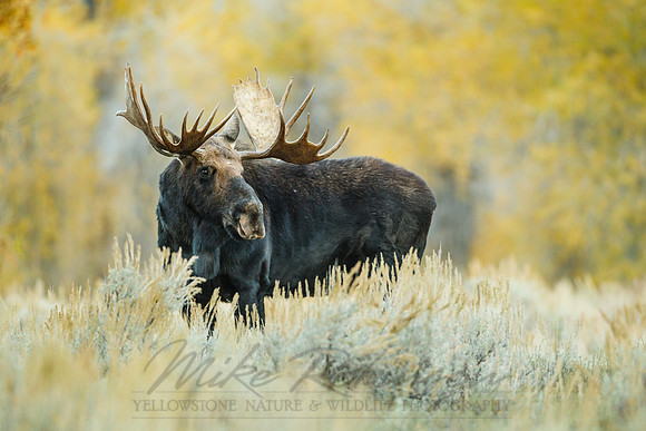 Moose 100928-2338